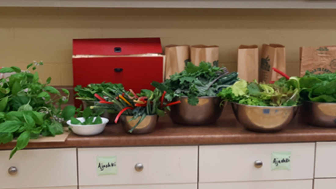 Bowls of fresh greens sit on the kitchen counter at FirstU along with paper compost bags and a red tool box.