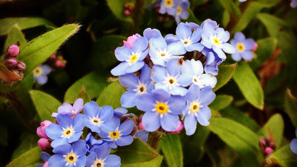 A cluster of forget-me-nots