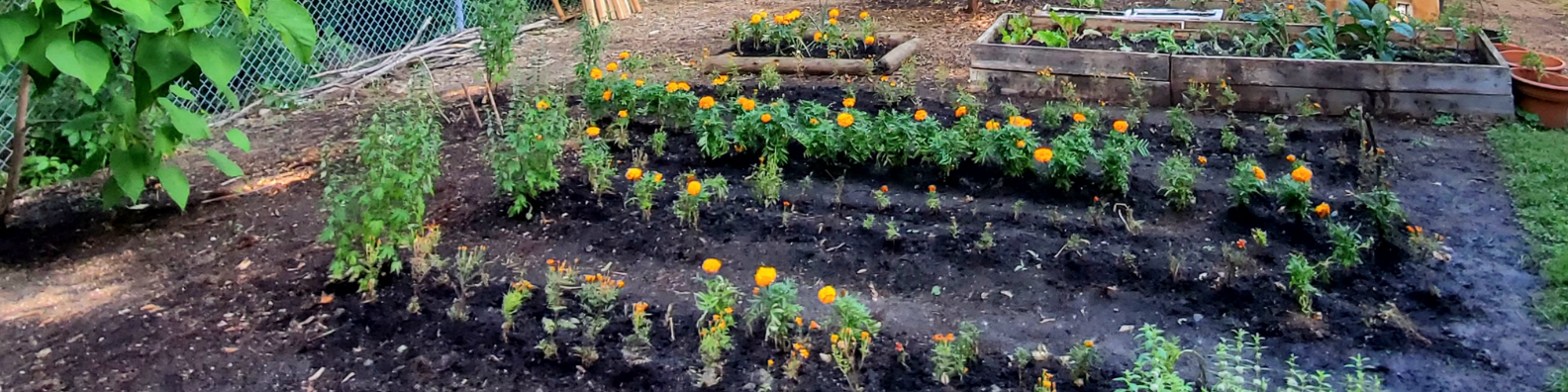 215 marigolds planted in rows in the Ajashki garden. There are raised beds of leafy greens in the background.